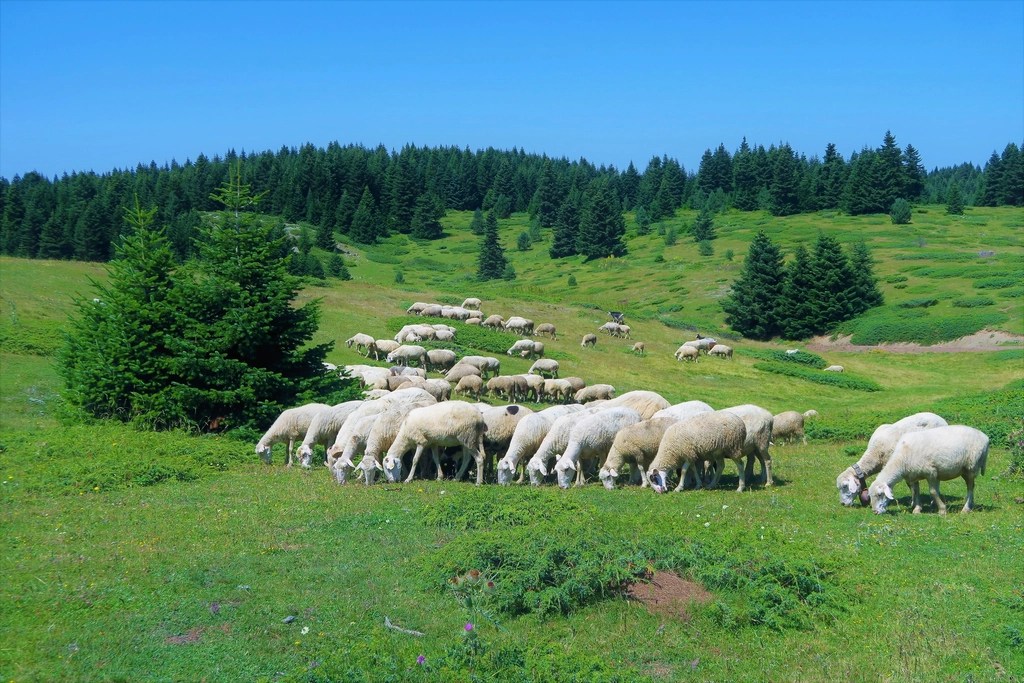 The Lord Is My&nbsp;Shepherd